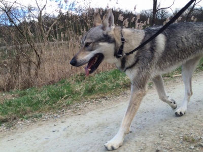 Albireo Echelon Wolf